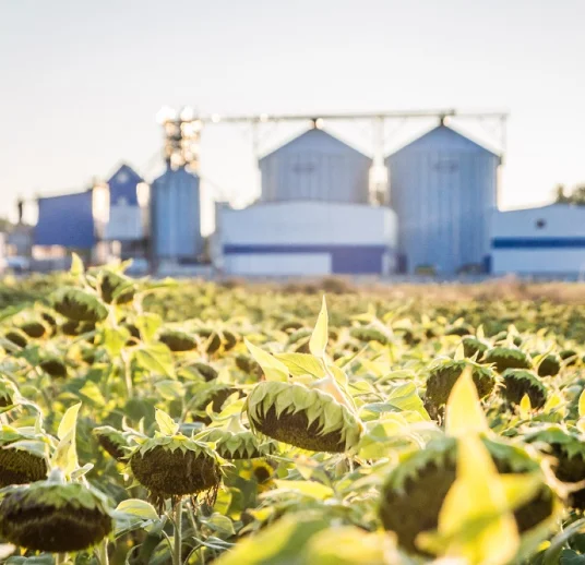 белые подсолнечные семечки от поставщика на экспорт