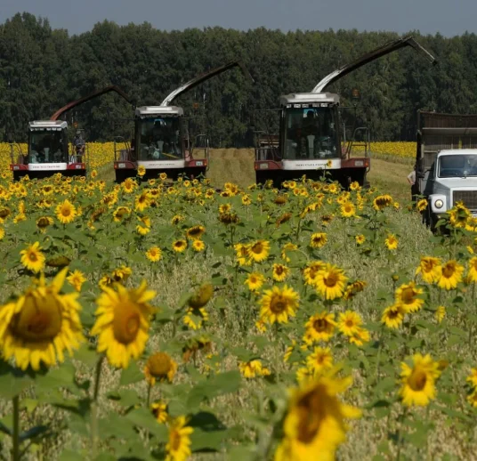 купить белые подсолнечные семечки оптом из поля