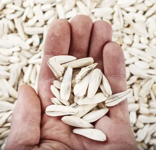 отборные белые подсолнечные семечки из узбекистана на экспорт