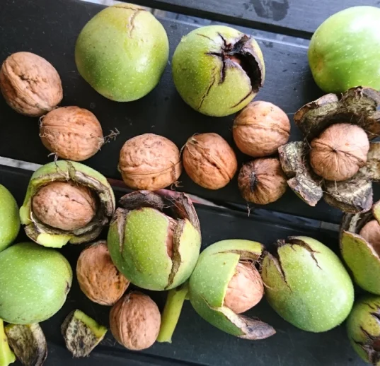 грецкий орех лучшего сортировки и отбора на экспорт из узбекистана