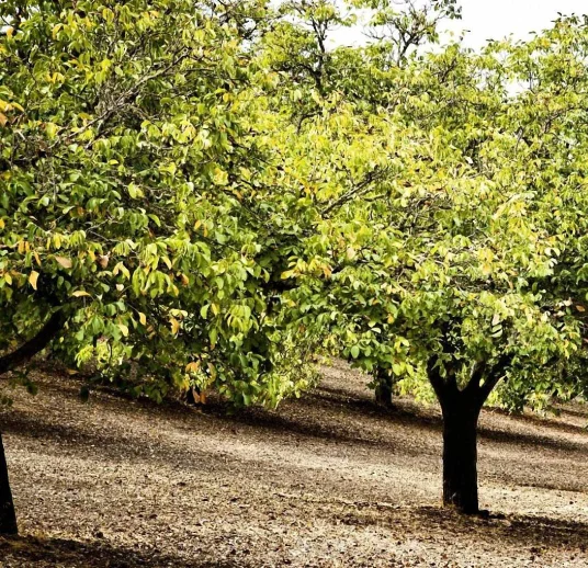 грецкий орех из лучшего сада в узбекистане