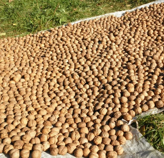 грецкий орех по лучшей цене на экспорт