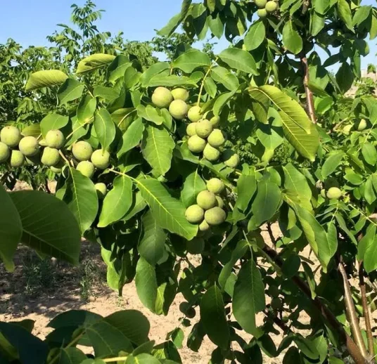 грецкий орех на дереве от производителя
